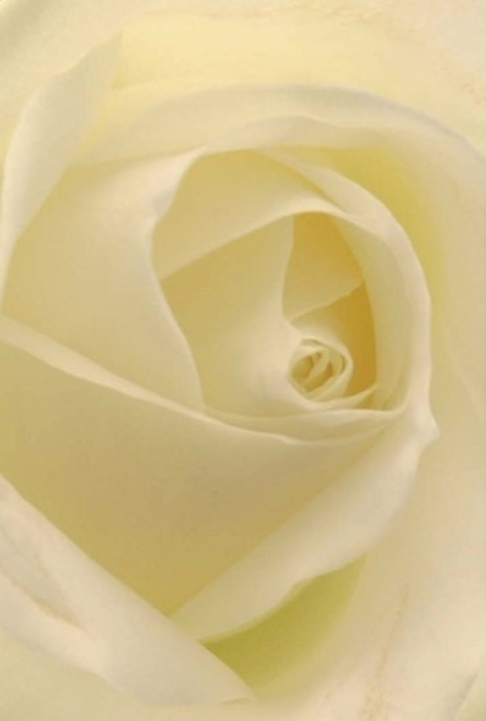 Gazing closely at this elegant white rose, one is drawn into its serene world of soft layering and harmonious form-a masterwork typical of West Wickham's best floristry. The petals blend shades of ivory and cream, melding into a soothing spectrum that mirrors the gentle daylight tumbling over homes on Wickham Court Road. Each petal is flawlessly etched and arranged, with a slight matte finish kissed by subtle sheen, embodying the refined touch required for cornerstone events-be it sincere apologies, romantic gestures, or bridal table centrepieces styled for a Spring gathering in Kelsey Park. The luminous spiral at the rose's heart suggests purity and quiet confidence, while the interplay of delicate shadows hints at the complexity and resilience beneath its gentle surface. Every nuance of colour and light feels intentional, the faintest pearly edge catching the observer's eye. A silent, fresh fragrance seems poised to fill the air-clean, inviting, and timelessly elegant. This rose stands as a proud testament to the skill of local florists, perfectly encapsulating the balance of tradition and finesse that makes West Wickham bouquets so treasured for meaningful occasions.